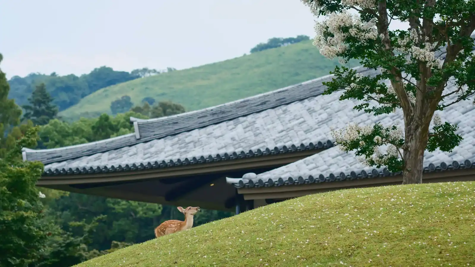 Are the Nara Deer Worth It? What Visitors — and the Deer — Actually Want You to Know