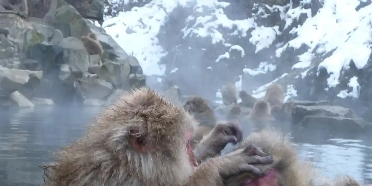 Lohnen sich die Schneeaffen von Jigokudani? Die eigentliche Frage ist *wann*, nicht ob
