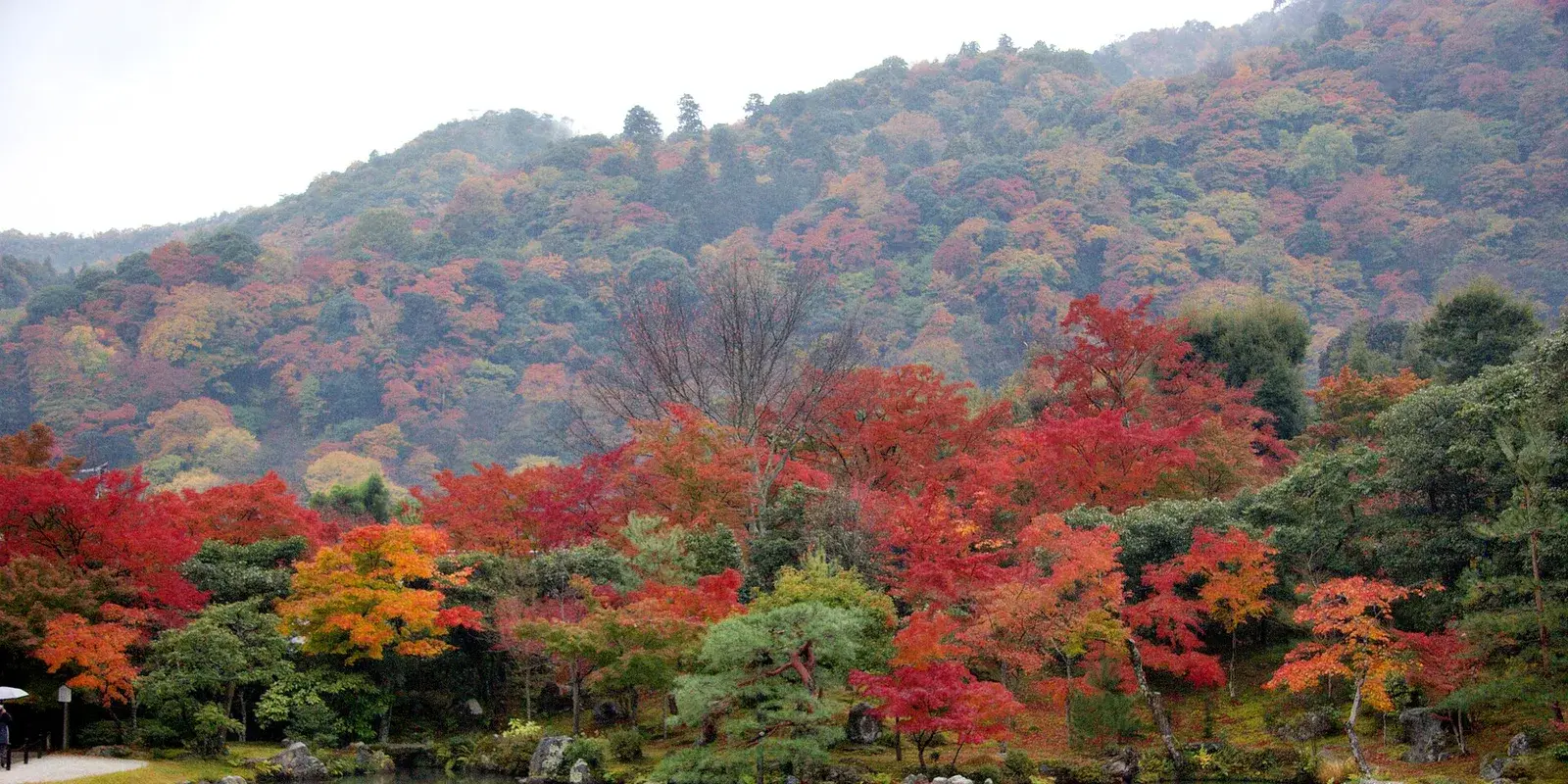 Vivid red and golden Japanese maple leaves in the Tenryu-ji temple garden beside its pond, with an autumn-colored mountainside behind, in Arashiyama, Kyoto