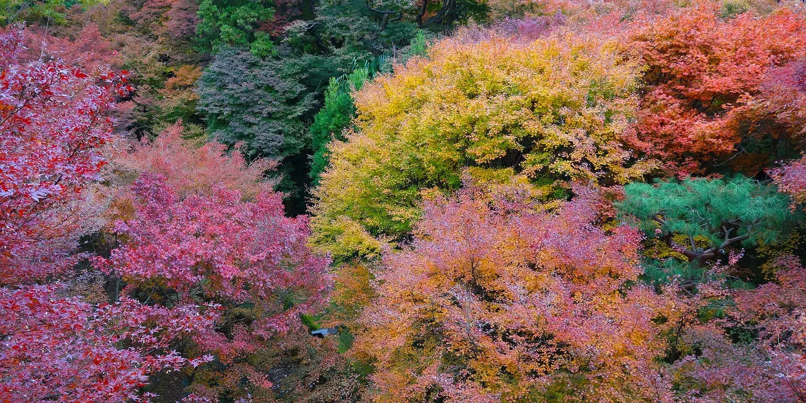 Hillside of vivid red, orange, and gold autumn maple foliage at Tofuku-ji temple, Kyoto, in November