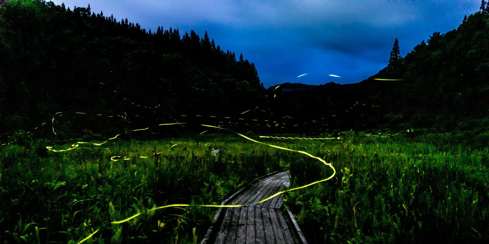 Long-exposure photo of fireflies tracing golden light trails over a wooden boardwalk through a dark green meadow at twilight, Niigata Prefecture, Japan