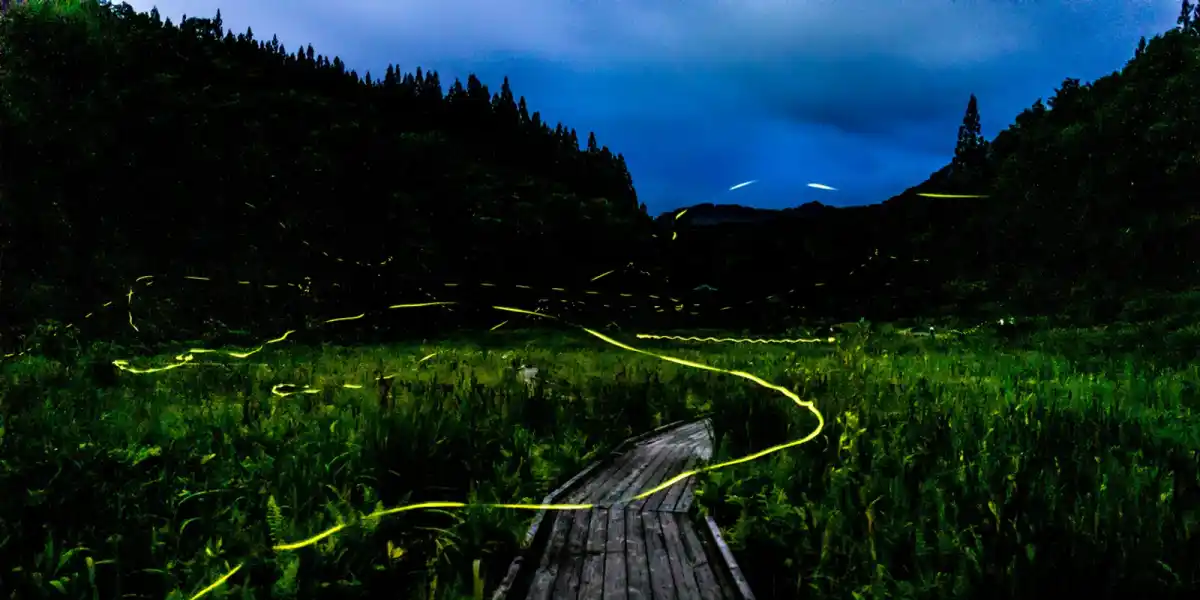 Why Do Japanese People Watch Fireflies in the Dark, and Never Catch Them?