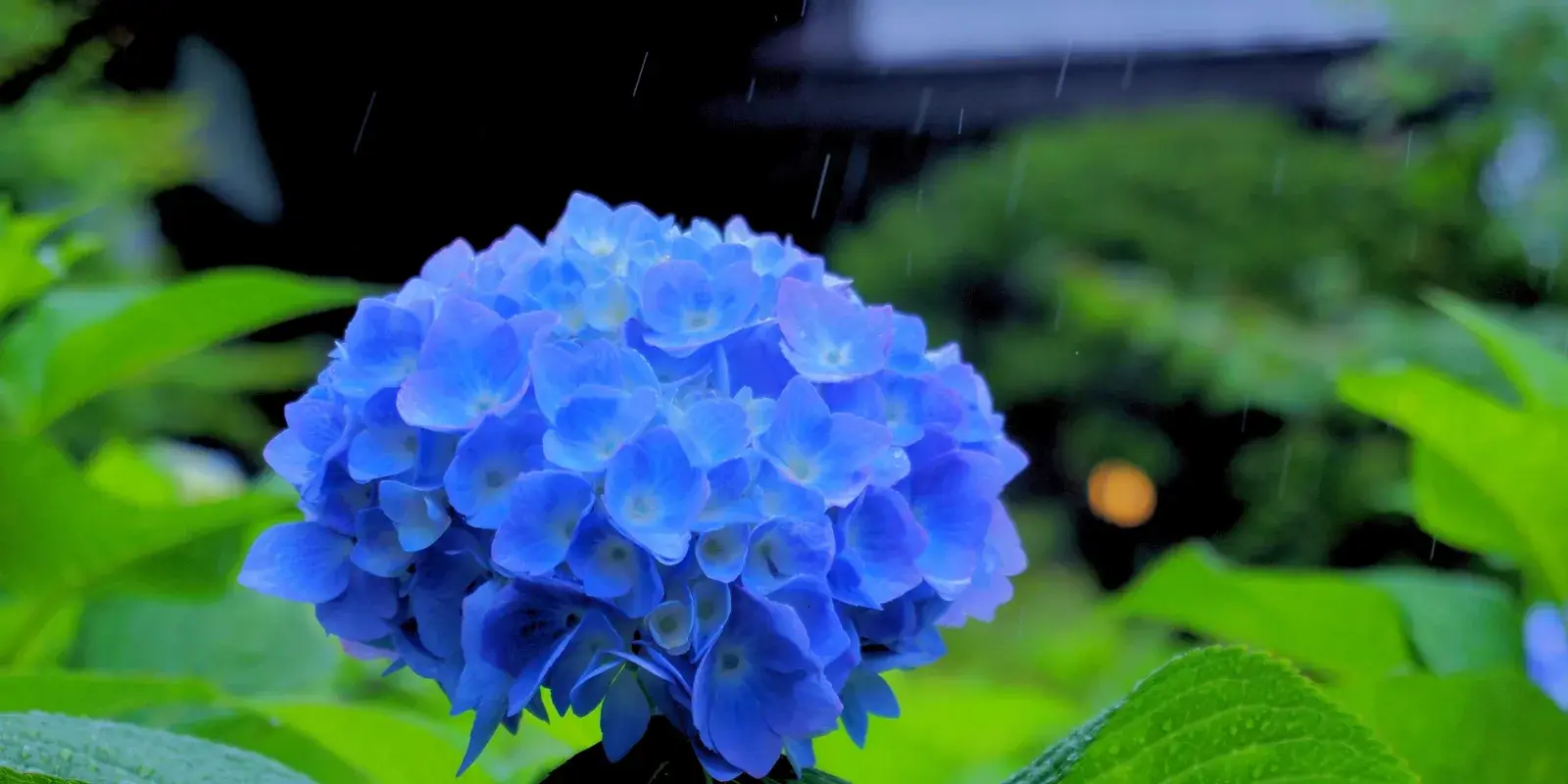 A vivid blue hydrangea (ajisai) blooming in the rain at Unsho-ji temple in Oga, Akita, with rain streaks falling and a temple roof behind