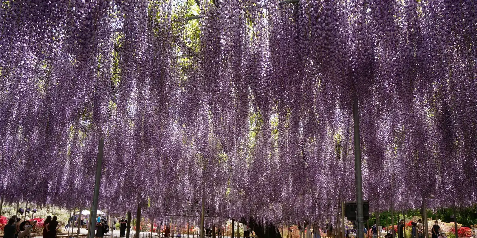 Is Ashikaga Flower Park Worth It? What Visitors Found, Depending on the Week