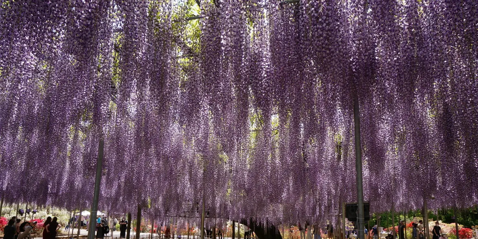 A wide canopy of cascading purple wisteria blossoms shading a crowded garden path at Ashikaga Flower Park