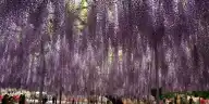 Is Ashikaga Flower Park Worth It? What Visitors Found, Depending on the Week