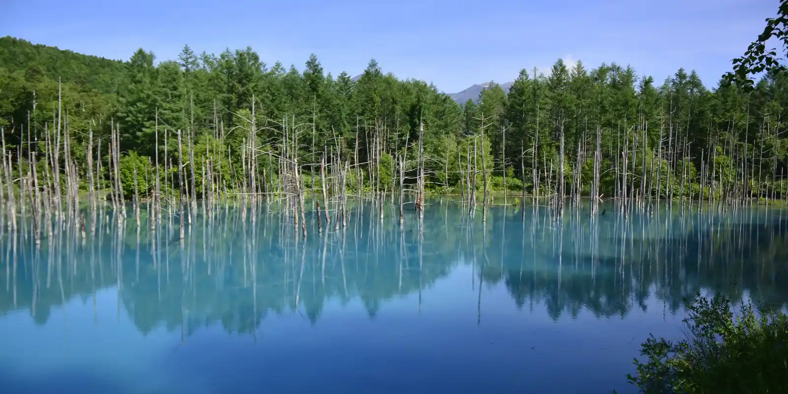 Is the Biei Blue Pond Worth It? What Visitors Say About the Color That Isn't Guaranteed