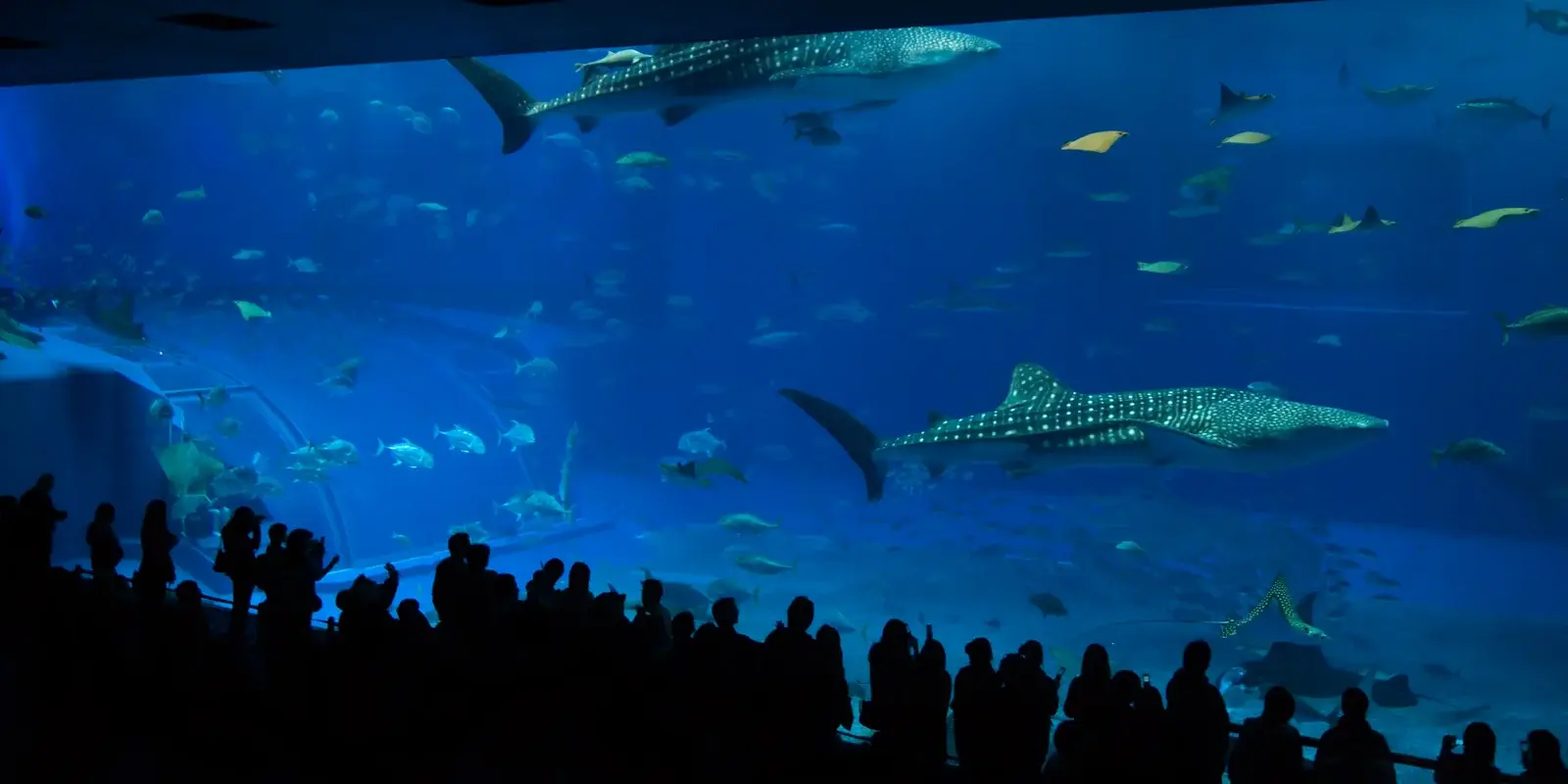 The Kuroshio Sea tank at Churaumi Aquarium, with a whale shark and manta rays swimming past visitors silhouetted against the glass