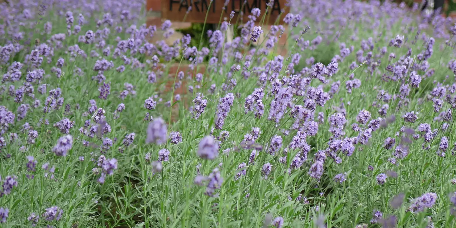 A field of lavender in full bloom with the Farm Tomita sign visible in the background, Furano, Hokkaido