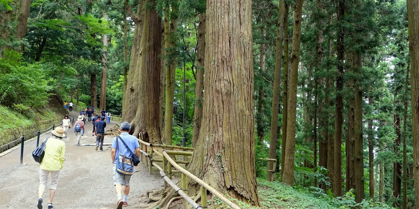 The Tsukimizaka, the cedar-lined approach climbing to Chuson-ji in Hiraizumi, with visitors walking up between the great trunks