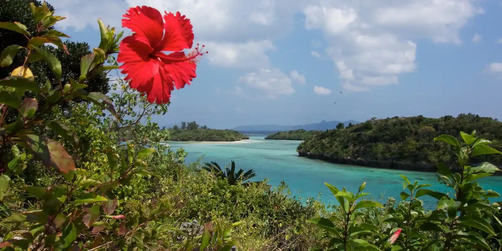 Is Ishigaki Worth It? What International Visitors and Japanese Visitors Both Found