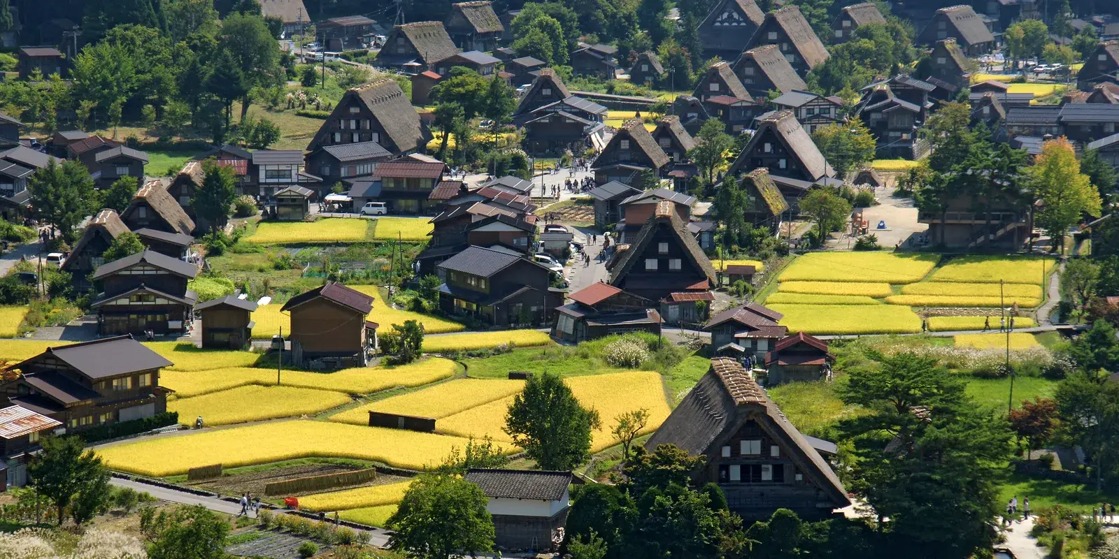 The thatched gassho-zukuri farmhouses of Ogimachi in Shirakawa-go in summer, seen from the observation point above the green-and-gold rice paddies