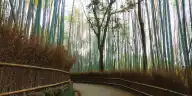 Is the Arashiyama Bamboo Grove Worth It? What Visitors and the People of Kyoto Actually Say