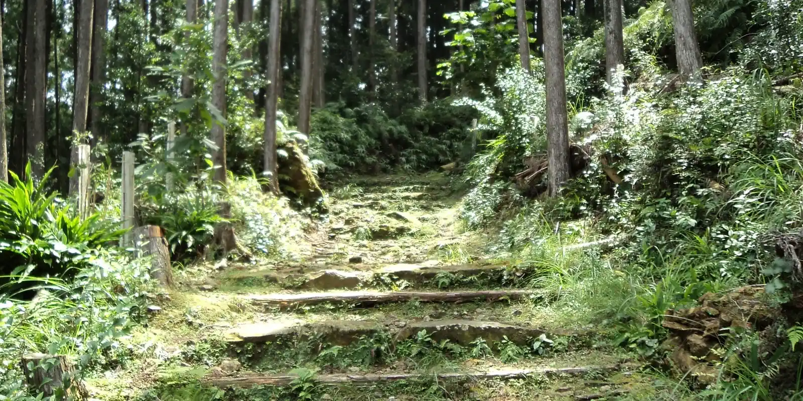 Is the Kumano Kodo Worth It? What Hikers and Japanese Pilgrims Actually Say