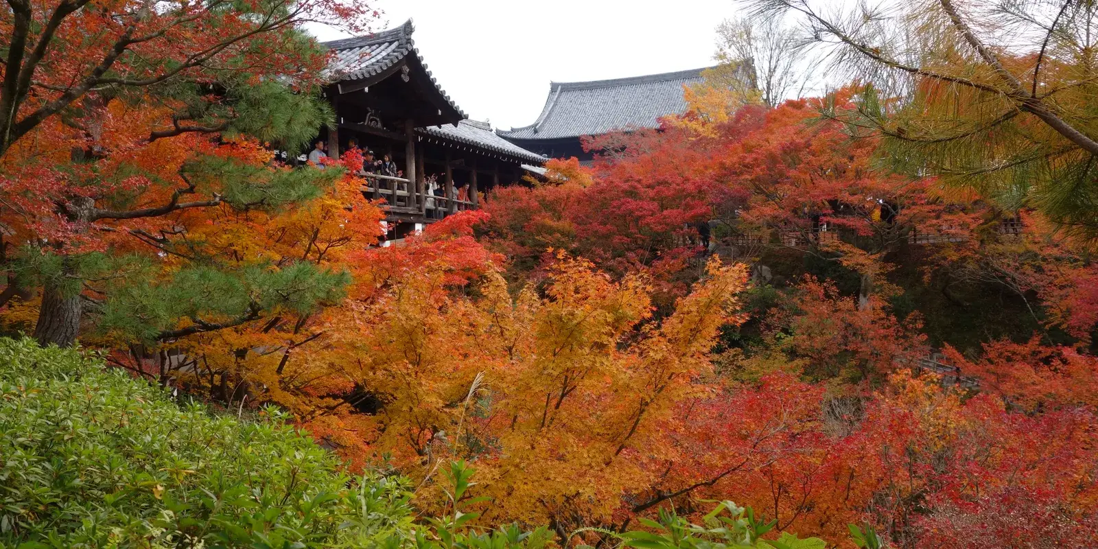The covered wooden Tsutenkyo bridge rising above a ravine of scarlet and orange maples at Tofuku-ji, Kyoto