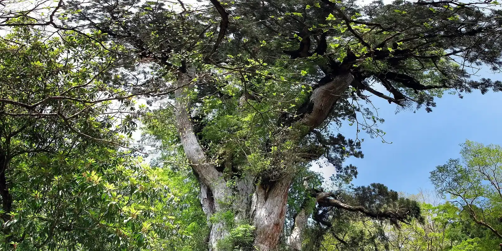 Is the Jomon Sugi Hike Worth It? 195 Real Voices From Yakushima