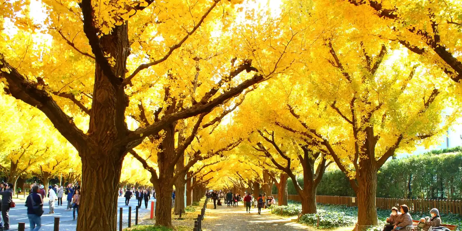 Japan in November: Weather, What to Wear, and What Japanese People Say About the Month