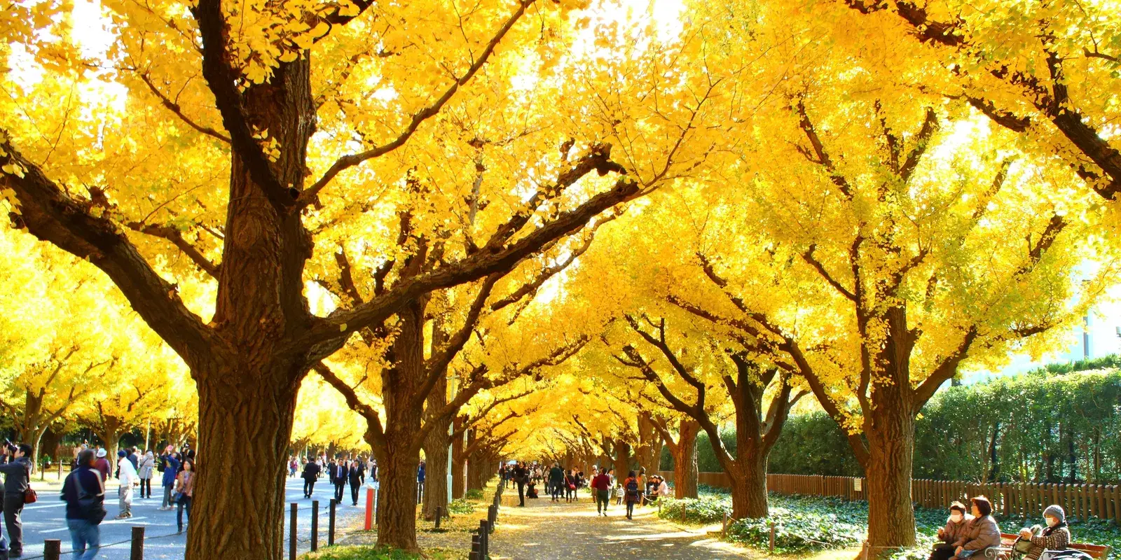 A path under an avenue of golden ginkgo trees at Meiji Jingu Gaien in Tokyo in late November, with people walking in light jackets and a few sitting on benches