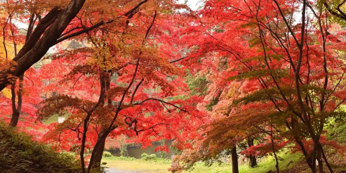 You're Worrying Too Much: What Japanese People Actually Think When They See You