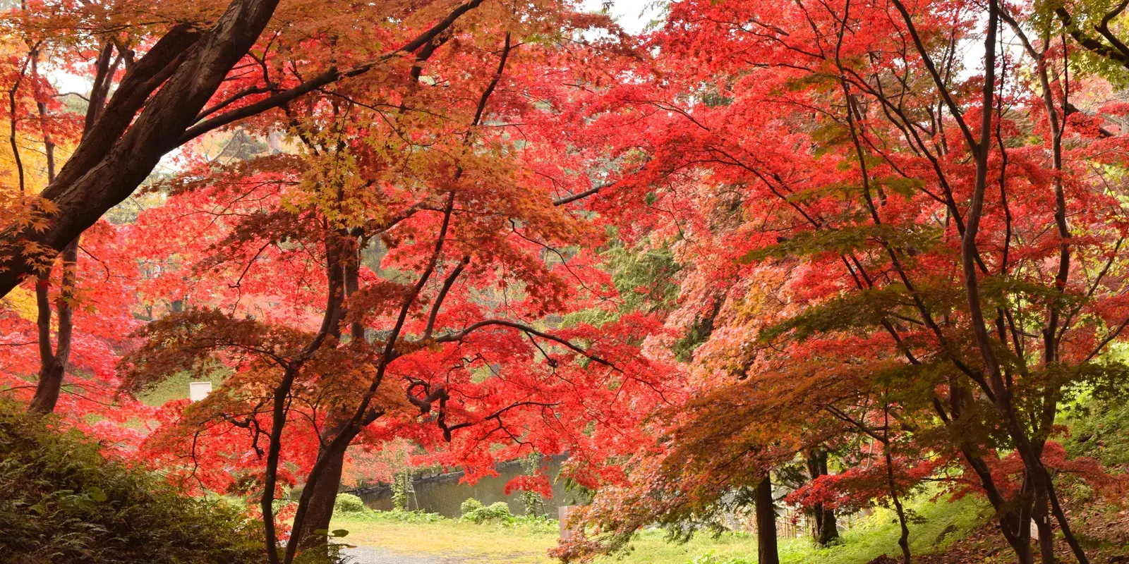 A quiet park path winding beneath vivid red and orange autumn maple leaves in Japan, with no people and a calm, welcoming atmosphere