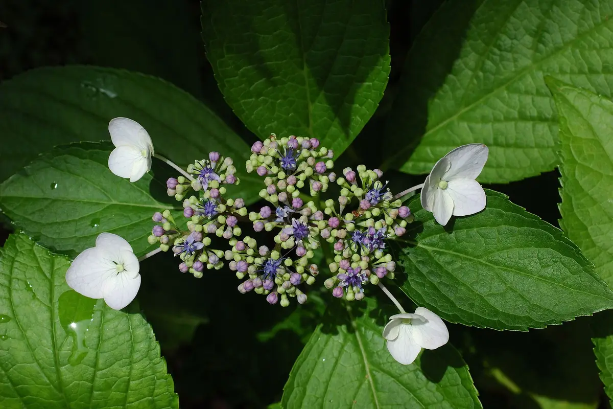 Close-up of a flat-topped hydrangea: four large white sepal flowers around the rim and a dense cluster of tiny blue and pink true flowers in the middle