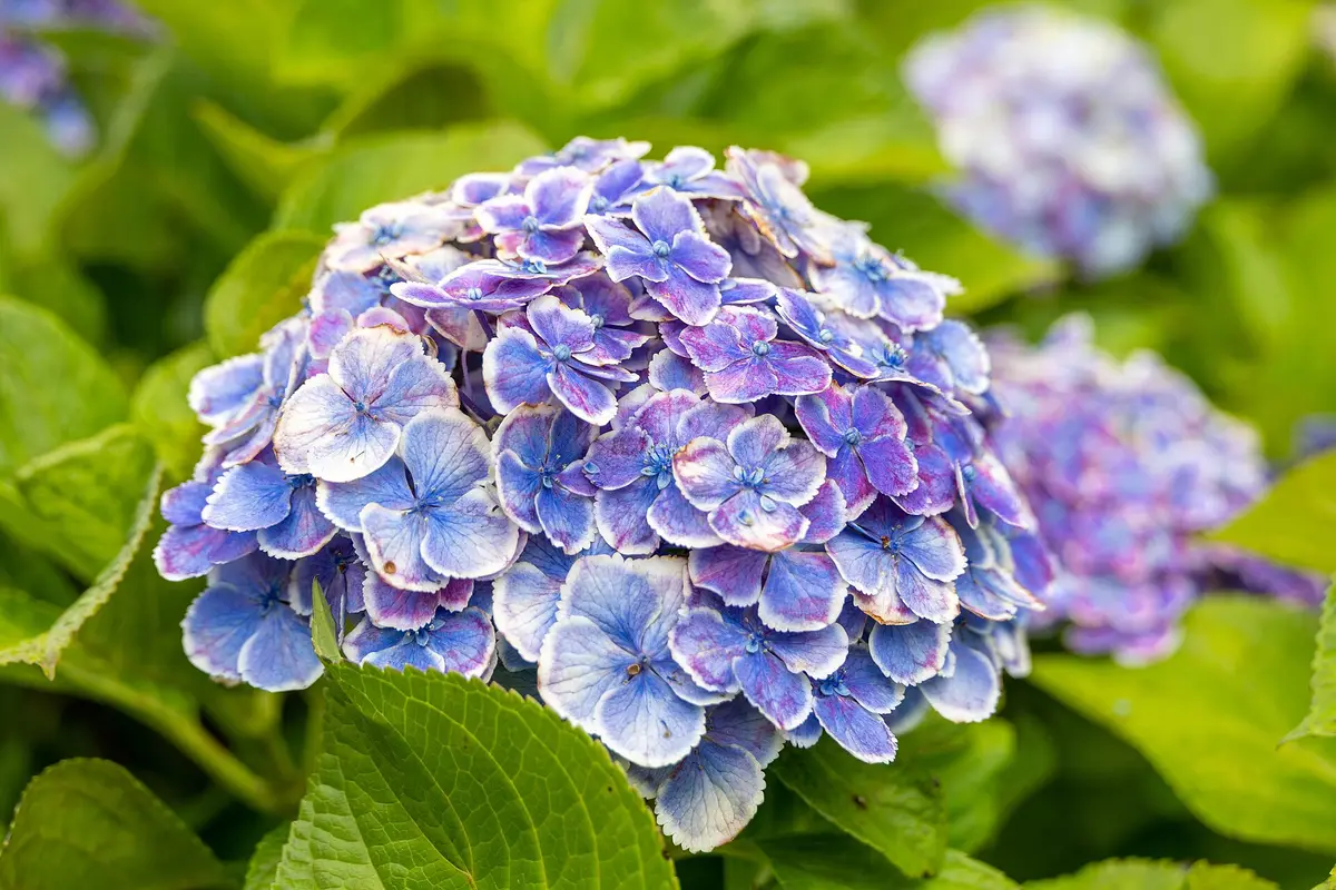 Close-up of a single hydrangea head whose sepals range from pale blue through violet to deep pink, several edged in cream and just starting to brown