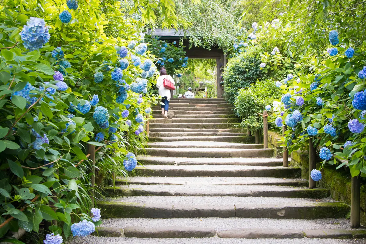 Stone steps climbing to a wooden temple gate at Meigetsu-in, banked on both sides with blue hydrangeas, a visitor walking up seen from behind