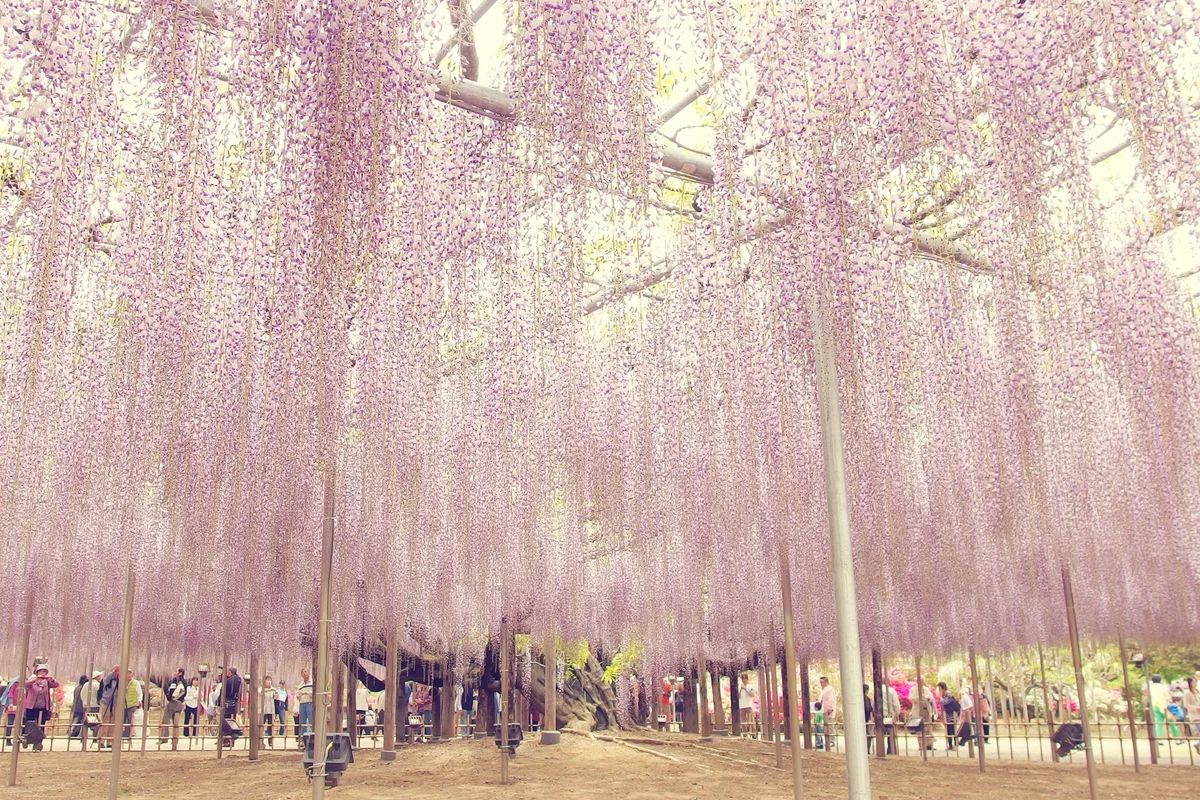 Close view of the great wisteria in full purple bloom, with visitors walking beneath the hanging flower curtain