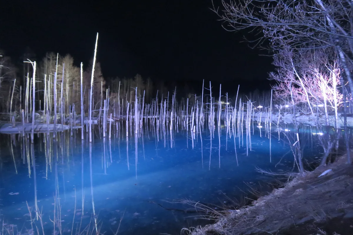 After dark in winter: the frozen Blue Pond lit blue and gold by the evening illumination, dead larch trees glowing against the snow