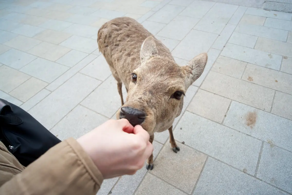 A deer at Nara Park lowering its head toward a hand held out in front of the camera