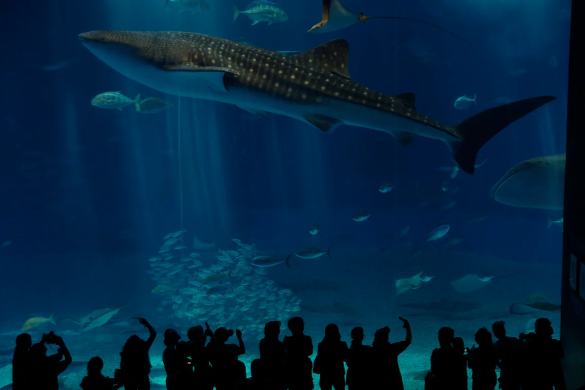 El tanque del Mar Kuroshio en el Acuario de Churaumi, con un tiburón ballena nadando junto al panel acrílico sobre una fila de visitantes en silueta