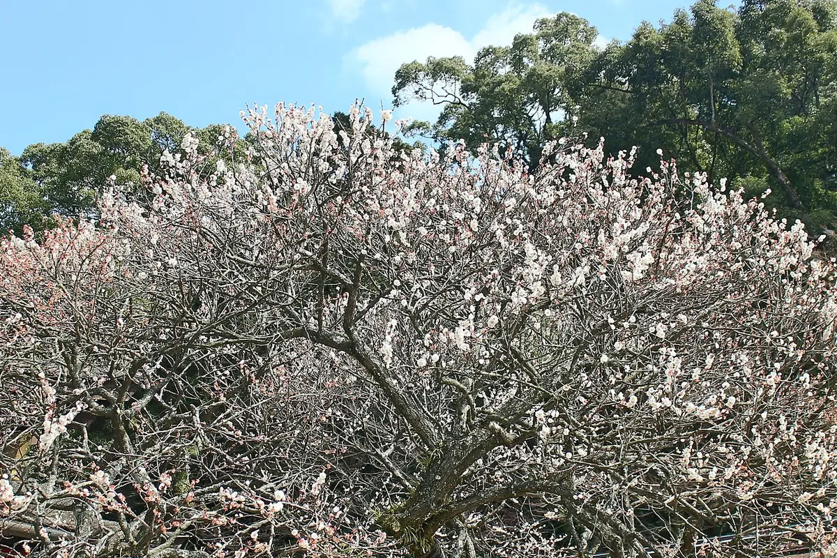 Looking up into a plum tree in full white bloom against blue sky, with the shrine's wooded hillside behind it, Dazaifu Tenmangu