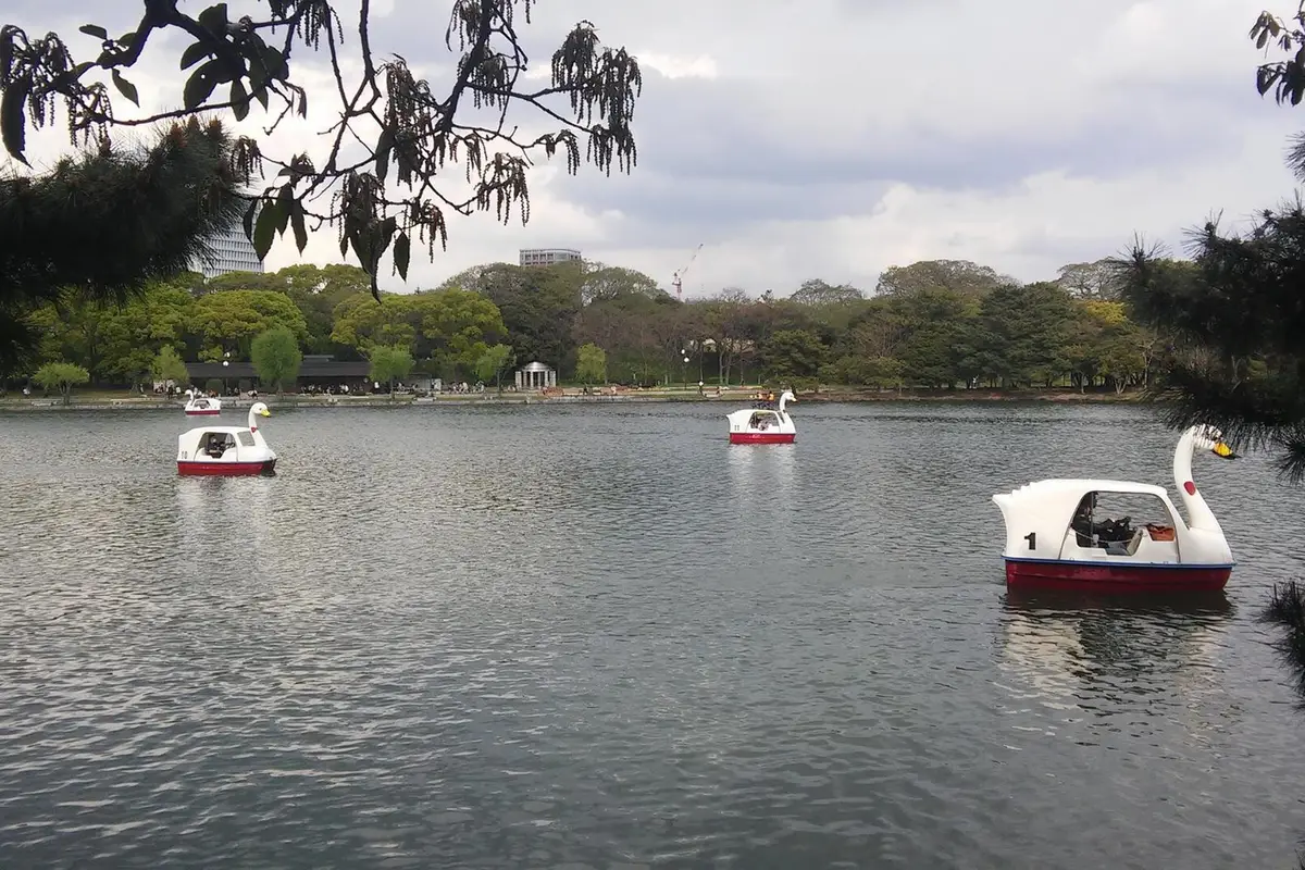 Pedalò a forma di cigno sullo specchio d'acqua dell'Ohori Park, a Fukuoka, con la riva alberata sullo sfondo