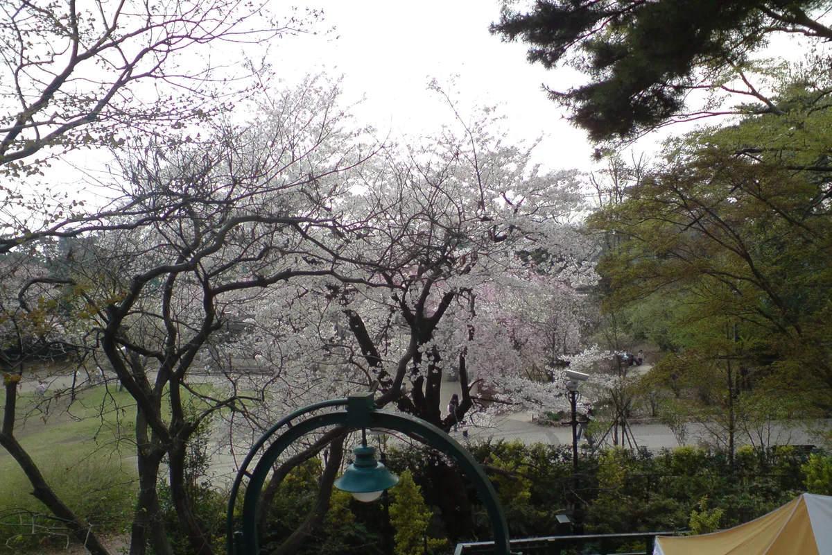 Cherry blossoms in Inokashira Park, next to the Ghibli Museum grounds