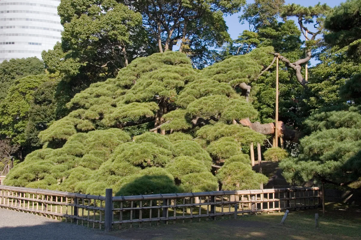 A sprawling 300-year-old black pine with branches trained low over supports, a skyscraper visible through the trees behind it