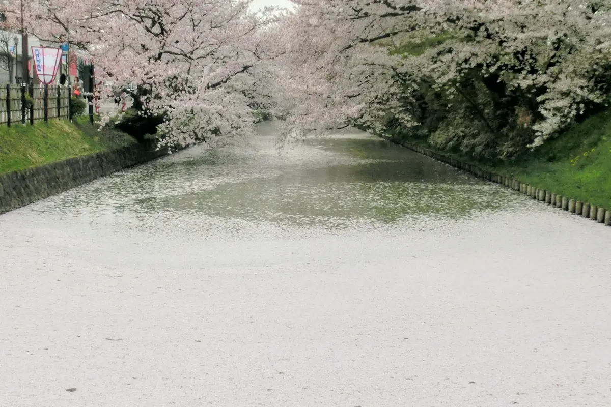 Gefallene Kirschblütenblätter bedecken die Wasseroberfläche des Burggrabens im Hirosaki-Park als dicker rosa Teppich, während blühende Zweige von beiden Ufern hereinragen
