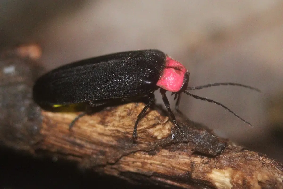 Close-up of a firefly on a twig, with black wing cases, a pink-red plate behind the head, and a pale light organ under the abdomen