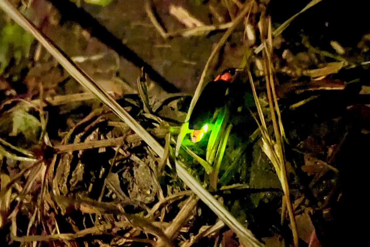 A single firefly low in dry grass at night, its abdomen glowing green
