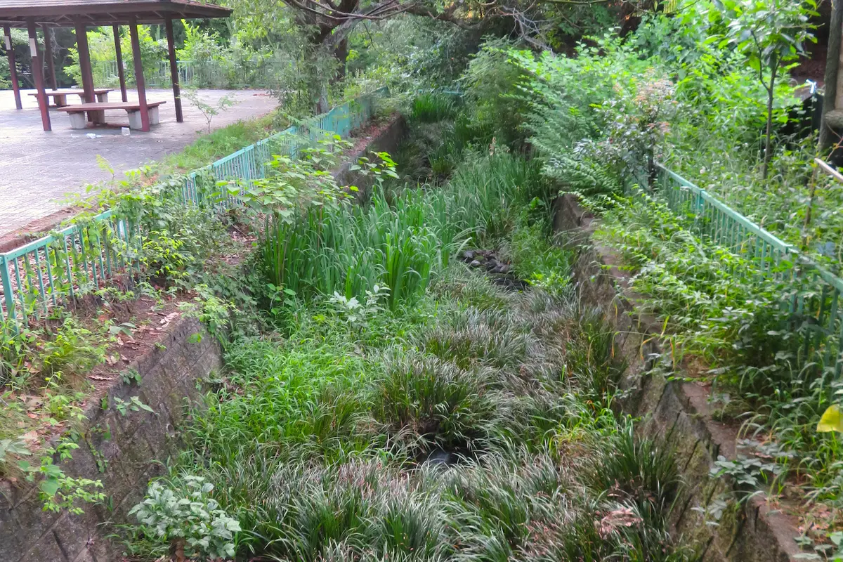 A shallow stream channel thick with grass and long sword-shaped leaves, running between stone banks in a public park