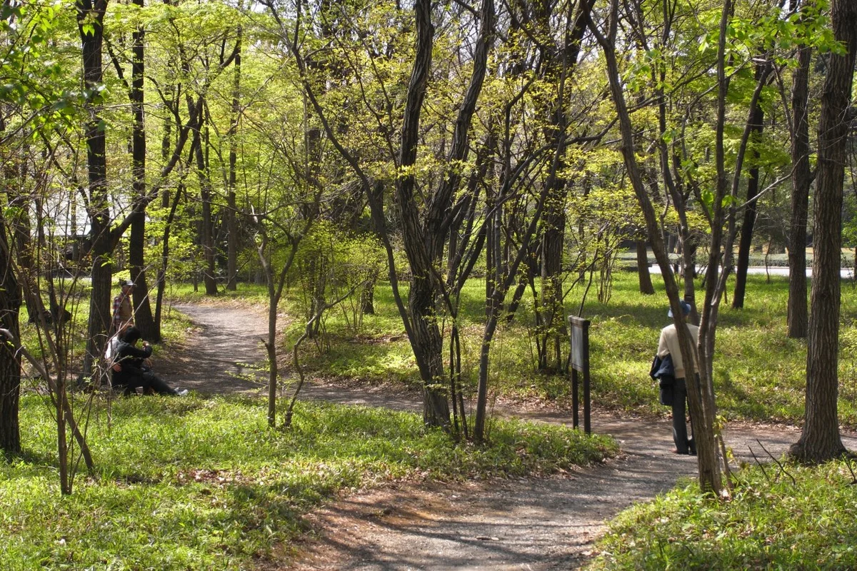 Un tranquilo sendero arbolado por el bosquecillo de Ninomaru en los Jardines del Este, con algunos visitantes caminando y descansando entre los árboles