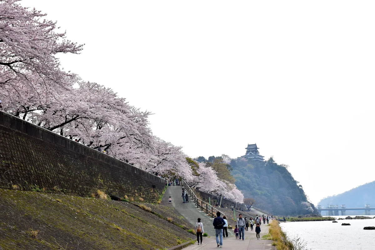 Inuyama's original wooden keep on its wooded bluff, seen across the Kiso River from a cherry-lined path