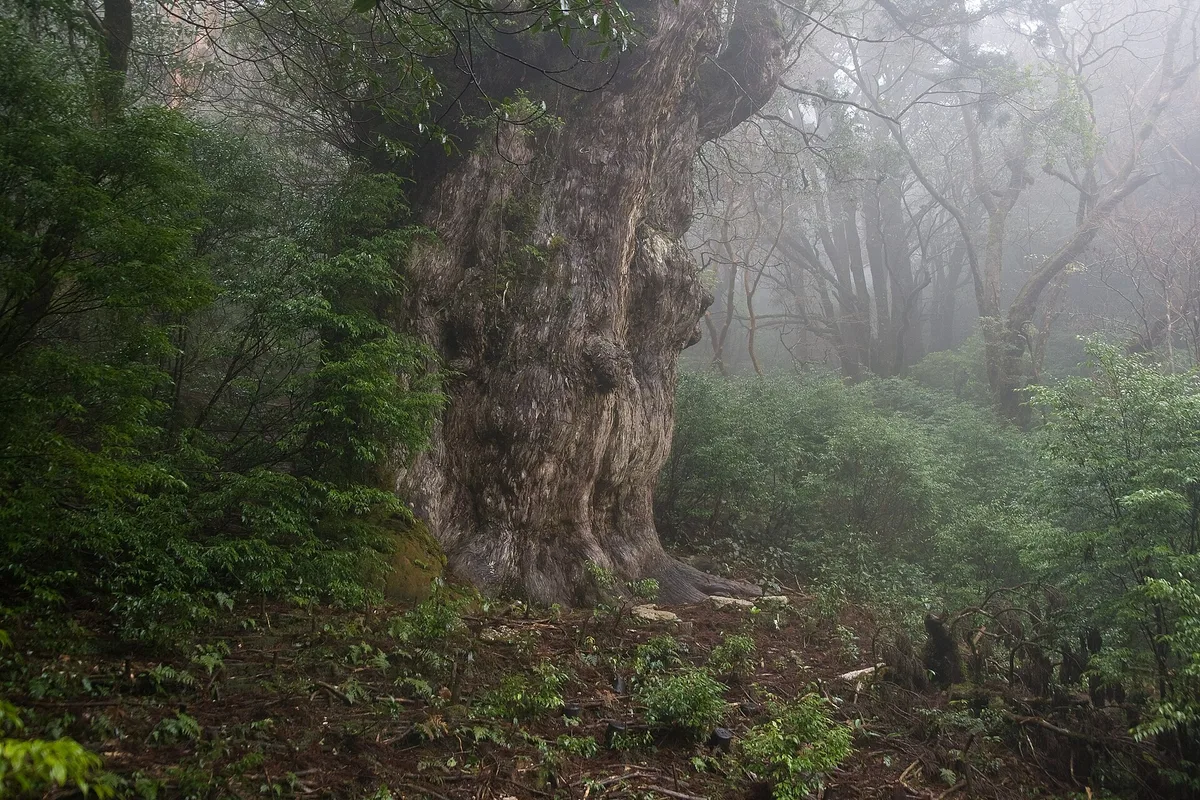The massive gnarled trunk of Jomon Sugi emerging from fog, with bare misty forest visible behind it
