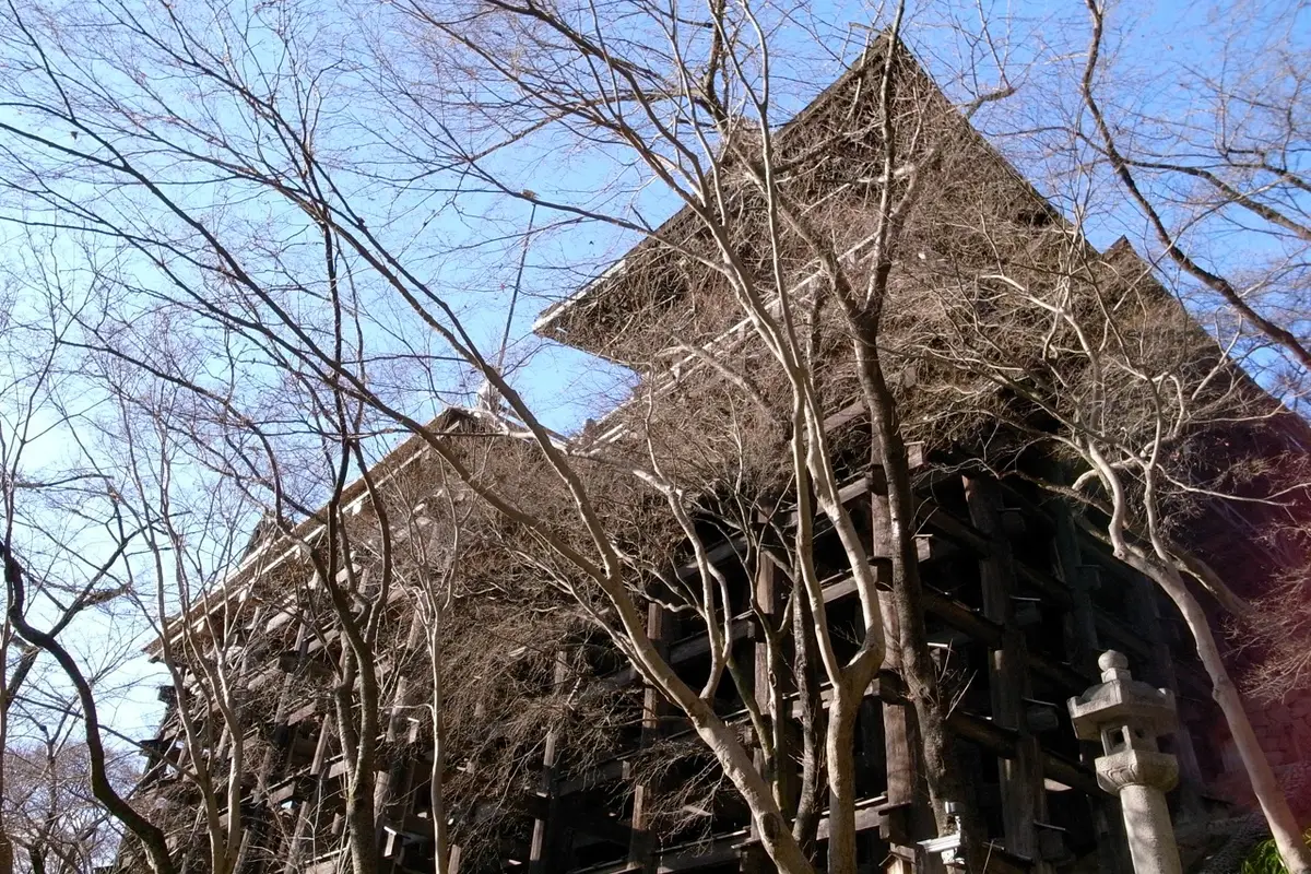 Vom Hang darunter gesehen: das Gitter aus Holzpfeilern und Querbalken, das die Haupthalle von Kiyomizu-dera trägt, darüber das Rindendach und kahle Zweige