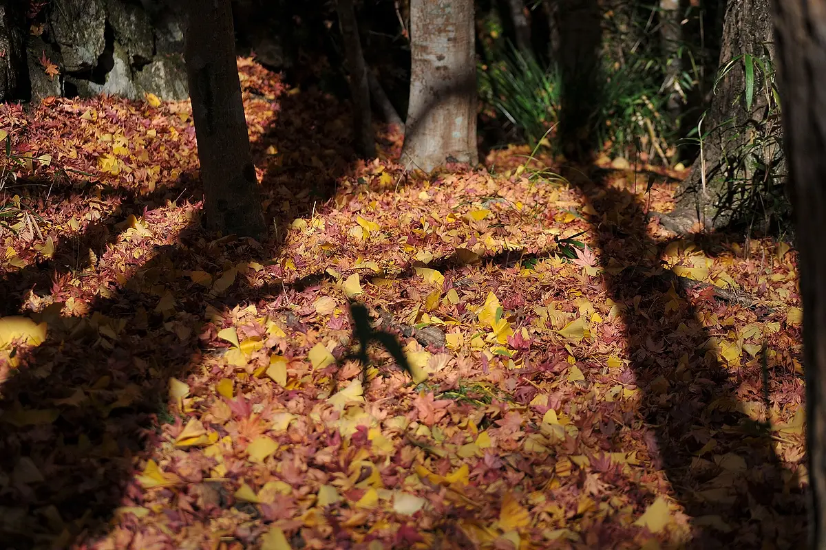 Foglie cadute di acero e di ginkgo coprono il suolo di un bosco tra chiazze di sole, con i tronchi degli alberi sullo sfondo