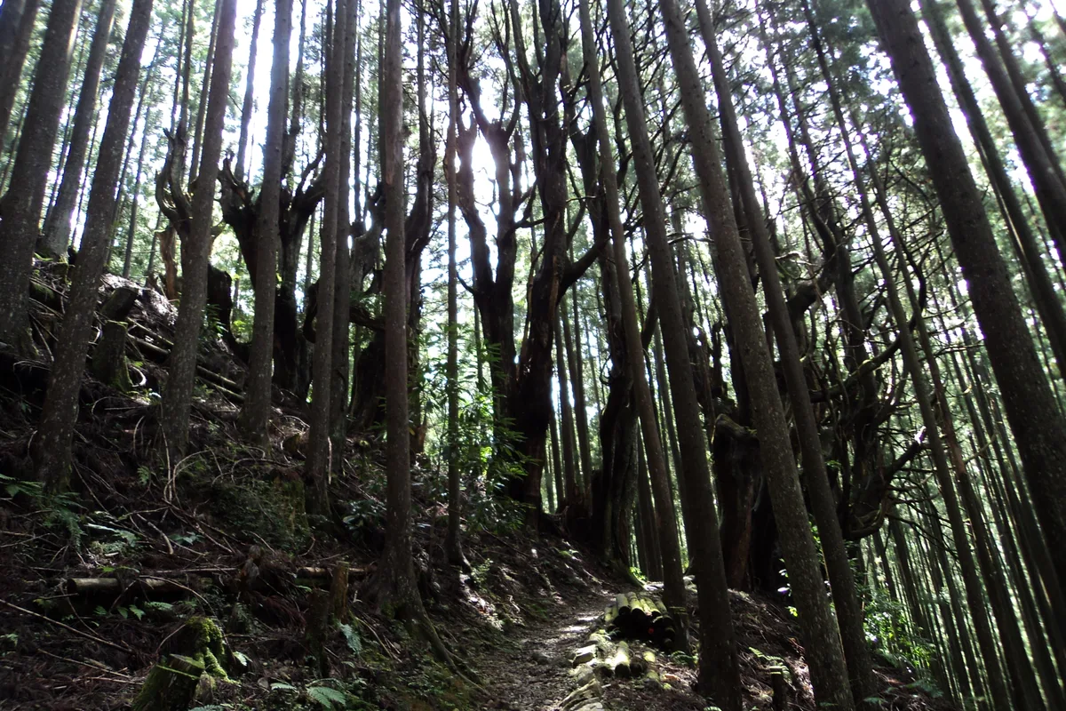 A dirt section of the Kohechi route of the Kumano Kodo running between tall, straight tree trunks