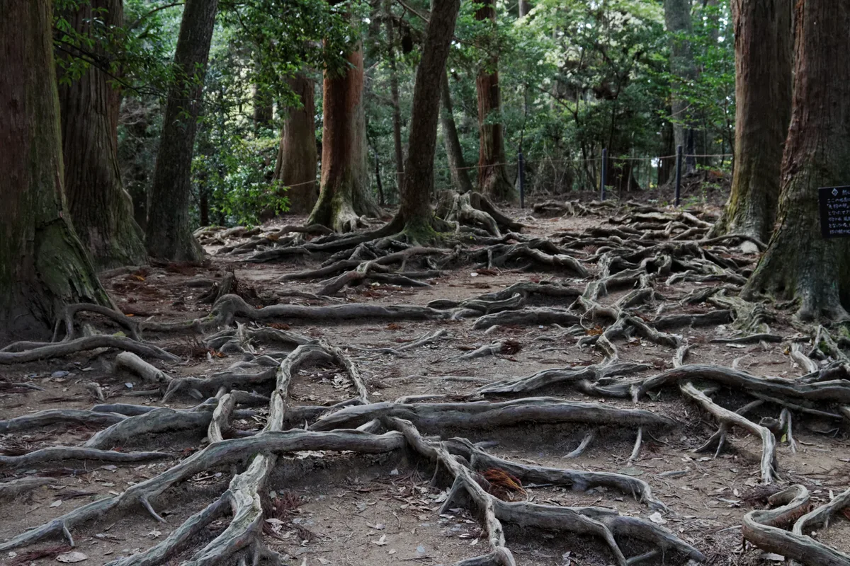 A forest trail on the mountain between Kurama and Kibune where thick, pale cedar tree roots spread in a web across the bare earth path