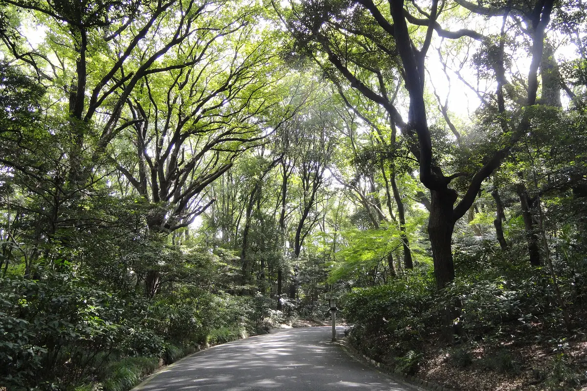 Looking along an empty path curving through dense forest inside the Meiji Jingu grounds, with tall trees arching overhead