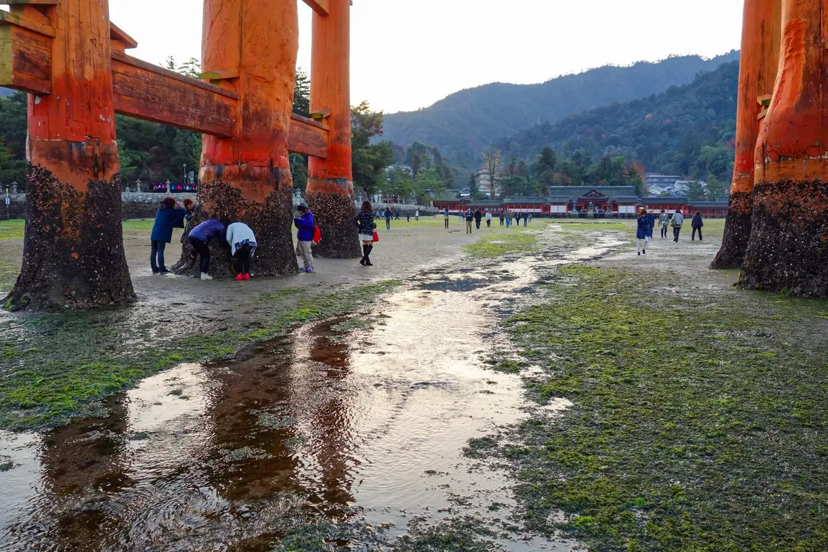 People standing at the barnacled feet of the Great Torii on the exposed tidal flats at low tide, with Itsukushima Shrine in the distance