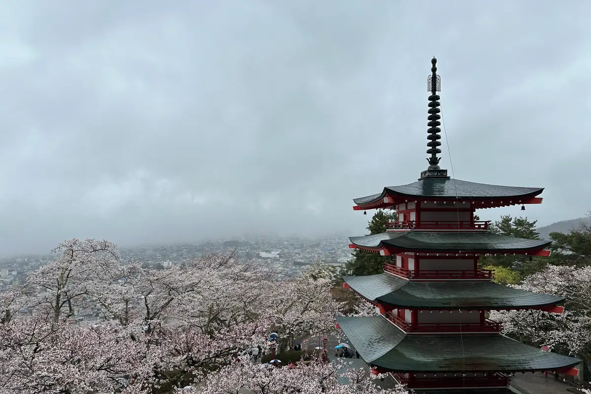 Blick hinab vom Arakurayama-Sengen-Park: die fünfstöckige Pagode zwischen voll erblühten Kirschbäumen, darunter die Stadt Fujiyoshida, und tiefe Wolken dort, wo der Berg stehen müsste