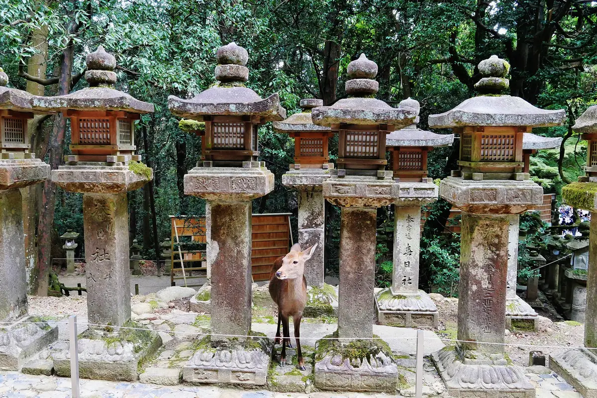 Tiefer im Park: ein Hirsch steht zwischen Reihen moosbewachsener Steinlaternen am Kasuga Taisha
